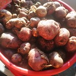 Waiporoporo potato