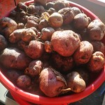 Waiporoporo potato