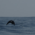 2019.11.05東帝汶海洋環境-鯨豚生態80A