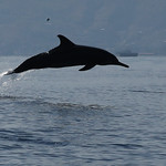 2019.11.05東帝汶海洋環境-鯨豚生態87A