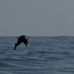 2019.11.05東帝汶海洋環境-鯨豚生態79A
