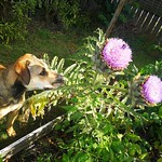 Ruby and the artichoke flowers