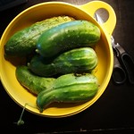 Cucumber harvest