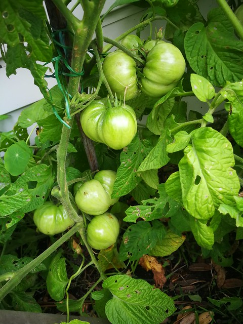 Brandywine tomatoes