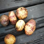 moemoe taewa potato