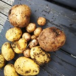 agria potato