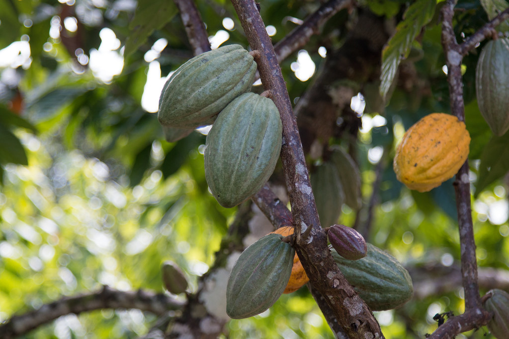 Visite d'une plantation de cacao