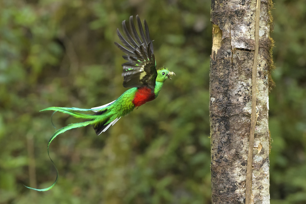 Le Quetzal resplendissant
