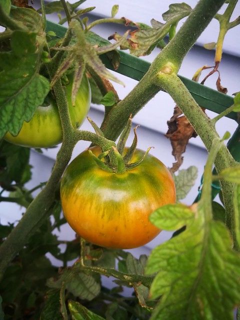 Island Bay tomato