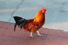 Tampa Street Chickens