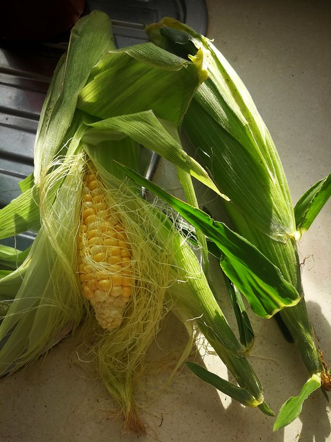 Corn for tacos