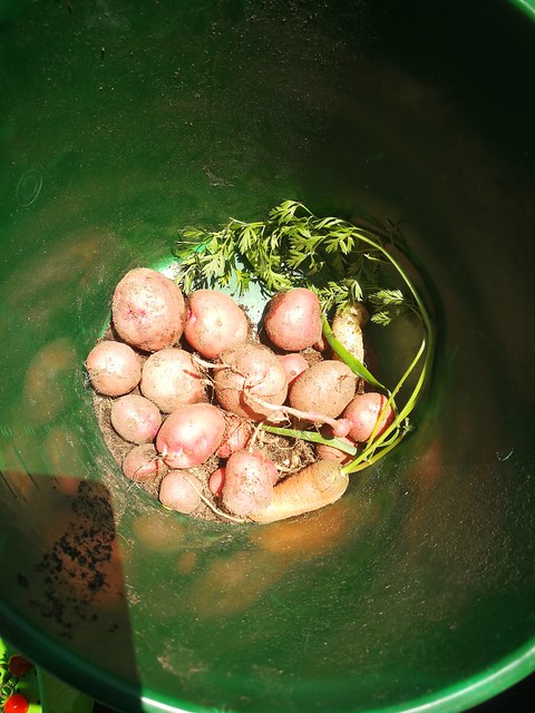 Volunteer potatoes.  Self seeded. Look like Scots potatoes