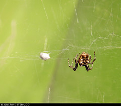 20170714_2k Female tropical tent-web spider (Cyrtophora citricola) in sunlight | Antibes, France