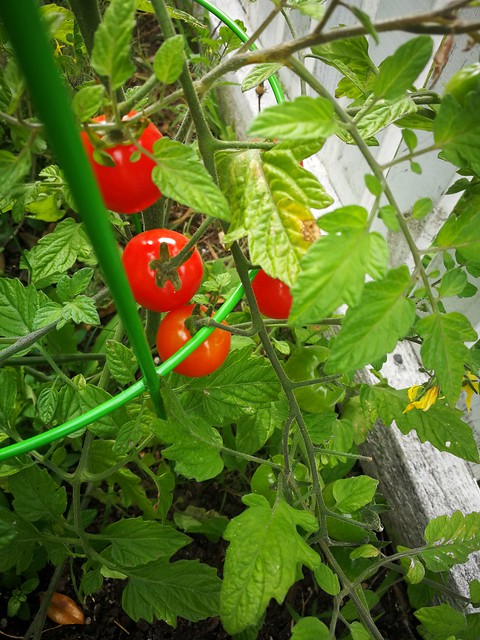 Image of Rapunzel tomato