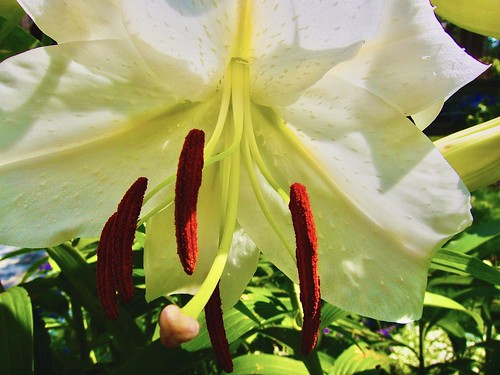 Toronto Ontario - Canada - Allan Gardens Conservatory - Toronto Tropical Garden -  White Lily Macro