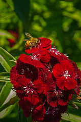 Honeybee on Dianthus