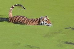 2nd Place Group B  Thomas Eatough Tiger In The Drink - Section 4 Prints Open Theme
