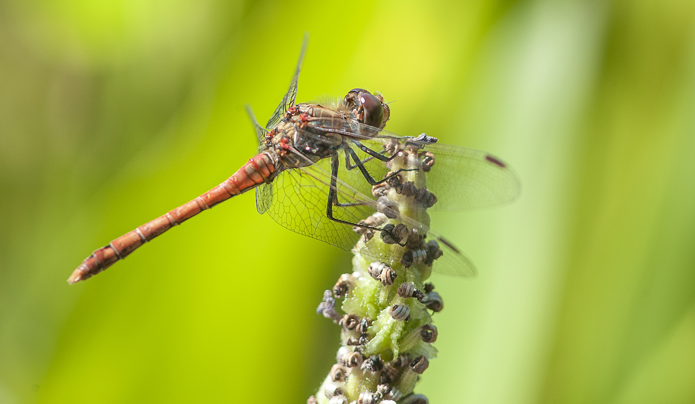 No 1 Common Darter - An exhibition of work from Willie Wilson
