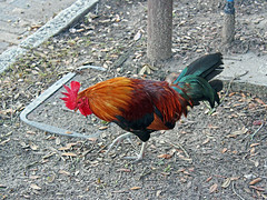 Chicken, Ybor City, Tampa