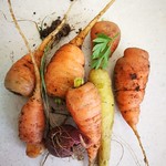 white carrot