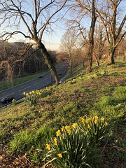 Daffodils in bloom, slope to Rock Creek Parkway from Rose Park, Washington, D.C.