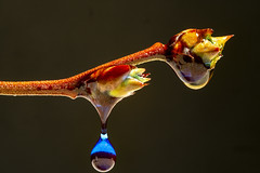 Sprayed water drop 5 - An Exhibitiion of Macro Photography from Chris Arkell