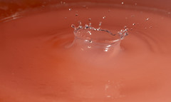 Water drop 8 - An Exhibitiion of Macro Photography from Chris Arkell