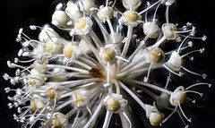 Stacked fatsia Seed head v3 (1) - An Exhibitiion of Macro Photography from Chris Arkell