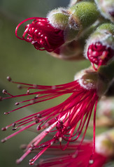 Bottle Brush - An Exhibitiion of Macro Photography from Chris Arkell