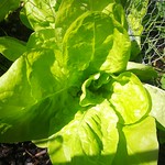 butterhead lettuce