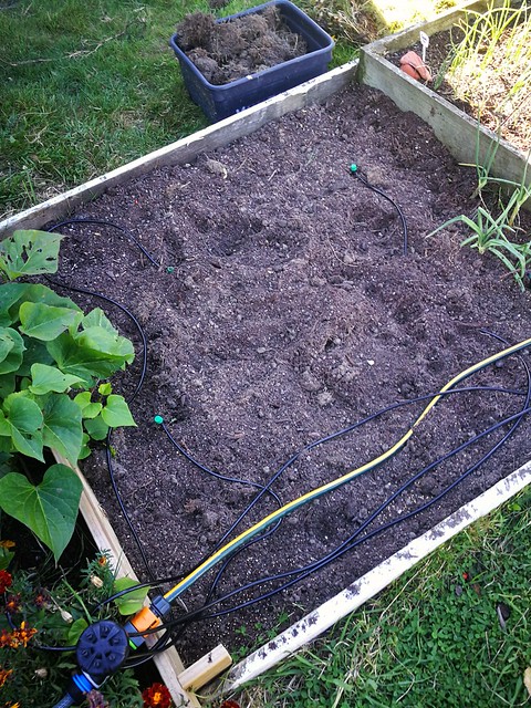 Dug the grassroots out from under the soil, added rotten manures (from the zoo) and planted mustard.