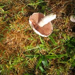 Free mushrooms