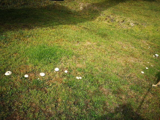 Free mushrooms