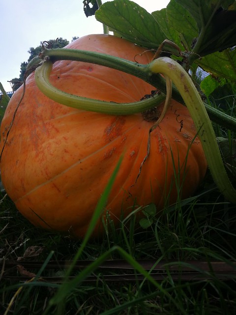 Image of giant pumpkin