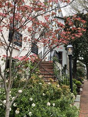 Pink dogwood and gaslight, front garden on Q Street NW, Washington, D.C.