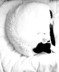 White cat - Photo of Maresché