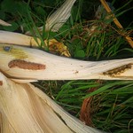 Armyworms in the popcorn