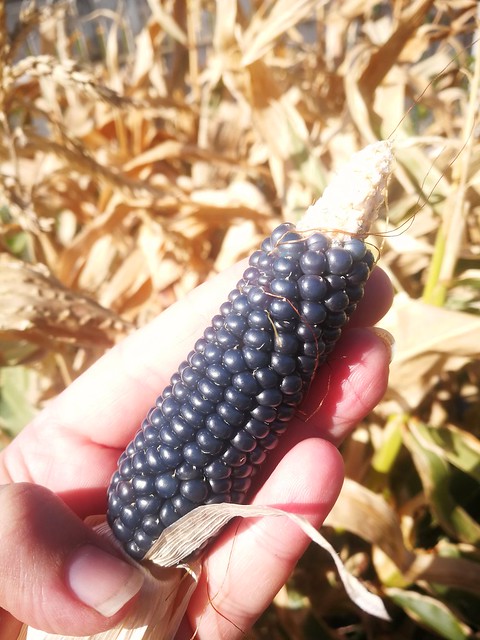 corn popping mini black