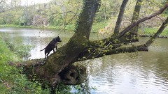 Barking up the Wrong Tree - Photo of La Chapelle-Gaudin