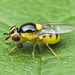 Grass Fly - Thaumatomyia sp. (Chloropidae, Chloropinae) 118z-6184620