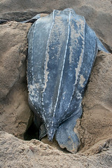 Dermochelyidae: Dermochelys coriacea (Leatherback Sea Turtle) 3 - Photo of Awala-Yalimapo