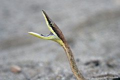 Colubridae: Oxybelis aeneus aeneus (Brown Vinesnake) - Photo of Awala-Yalimapo