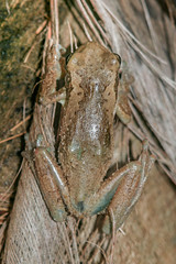 Hylidae: Trachycephalus typhonius (Veined Tree Frog)