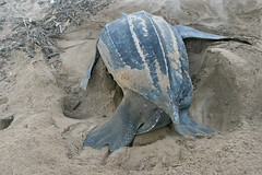 Dermochelyidae: Dermochelys coriacea (Leatherback Sea Turtle) 6 - Photo of Awala-Yalimapo