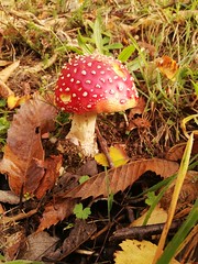 Champignon rouge - Photo of Guipry