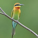 Blue-tailed Bee-eater (Merops philippinus) 栗喉蜂虎