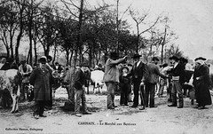 CARHAIX le marché aux bestiaux vers 1900
