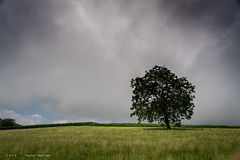 L-arbre - Photo of Romagnieu