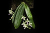 Photo：Phalaenopsis japonica '#2003' (Rchb.f.) Kocyan & Schuit., Phytotaxa 161: 67 (2014) By Motohiro Sunouchi