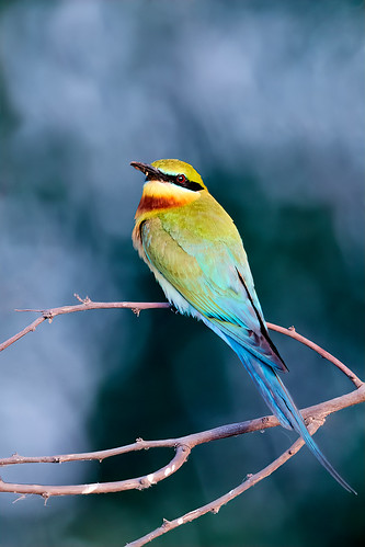 Blue-Tailed Bee-Eater (Merops Philippinus)
